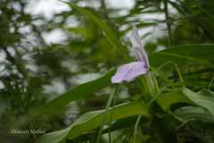 Roscoea purpurea